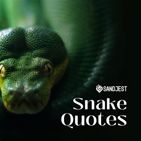 watch out for these snakes and fakes|120+ Inspiring Snake Quotes: Wisdom and Symbolism of .